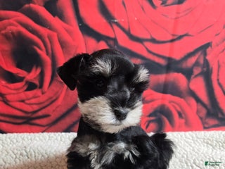 Miniature Schnauzer dogs Mrs. Claus - Ad 14