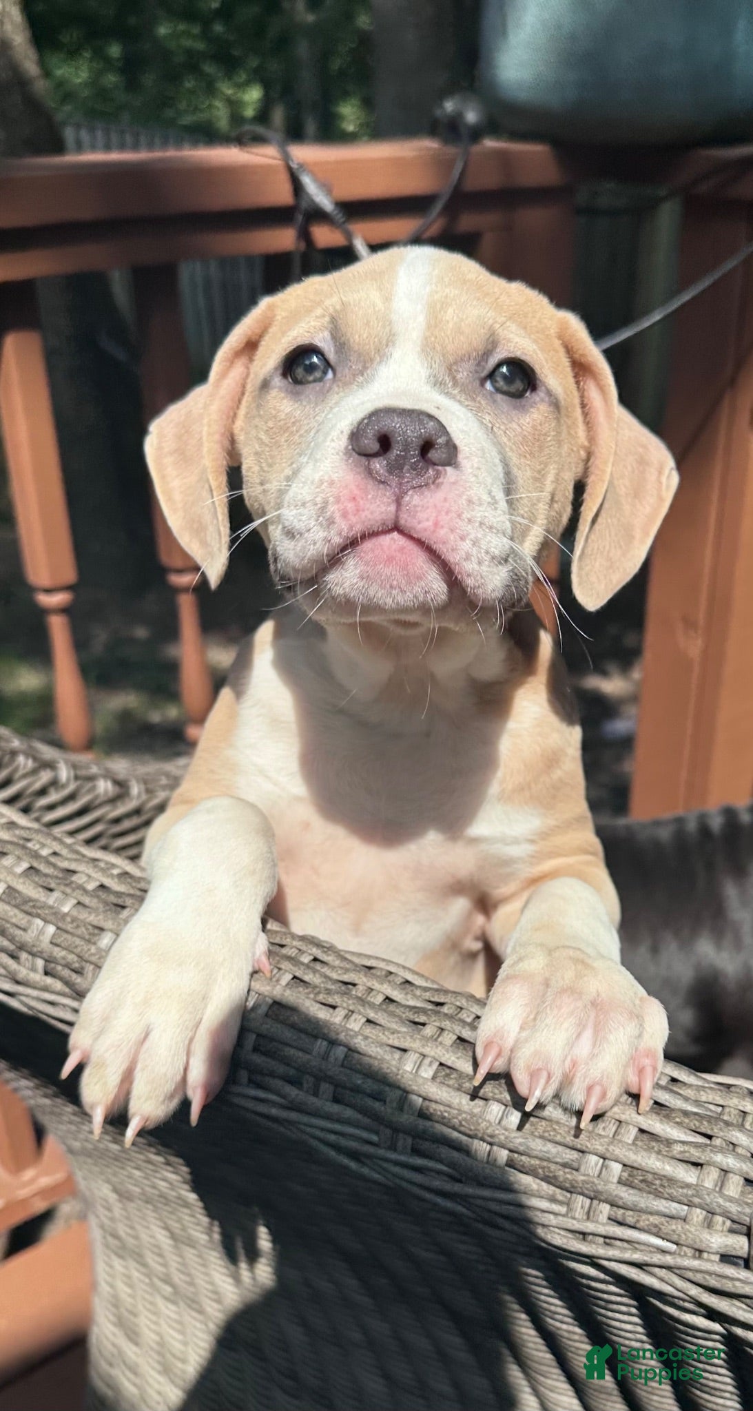 Mixed Breed dogs for sale: Delilah - Ad 1