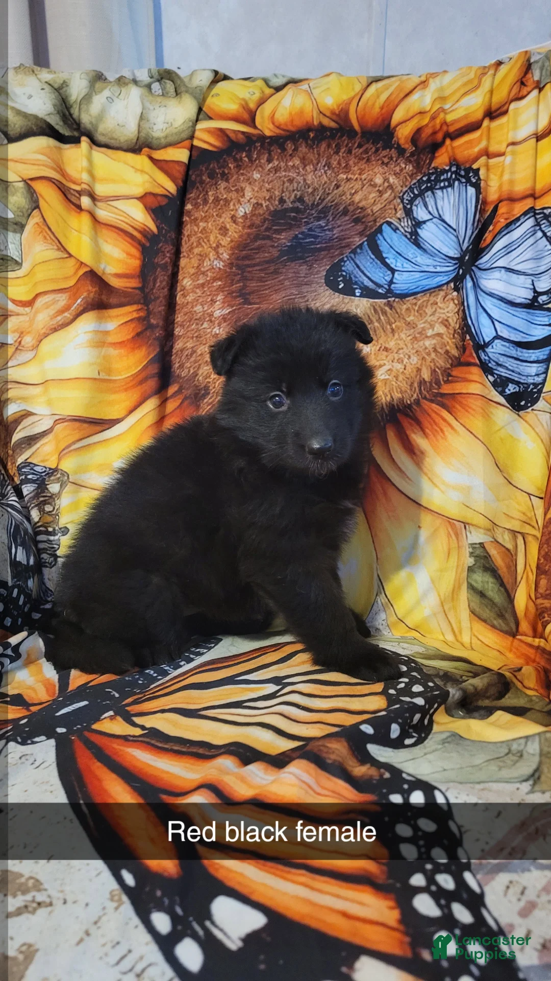 German Shepherd dogs for sale: Red Black girl - Ad 1