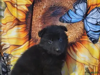 German Shepherd dogs Red Black girl - Ad 21