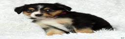 Australian Shepherd dogs for sale: Maggie - Ad 9
