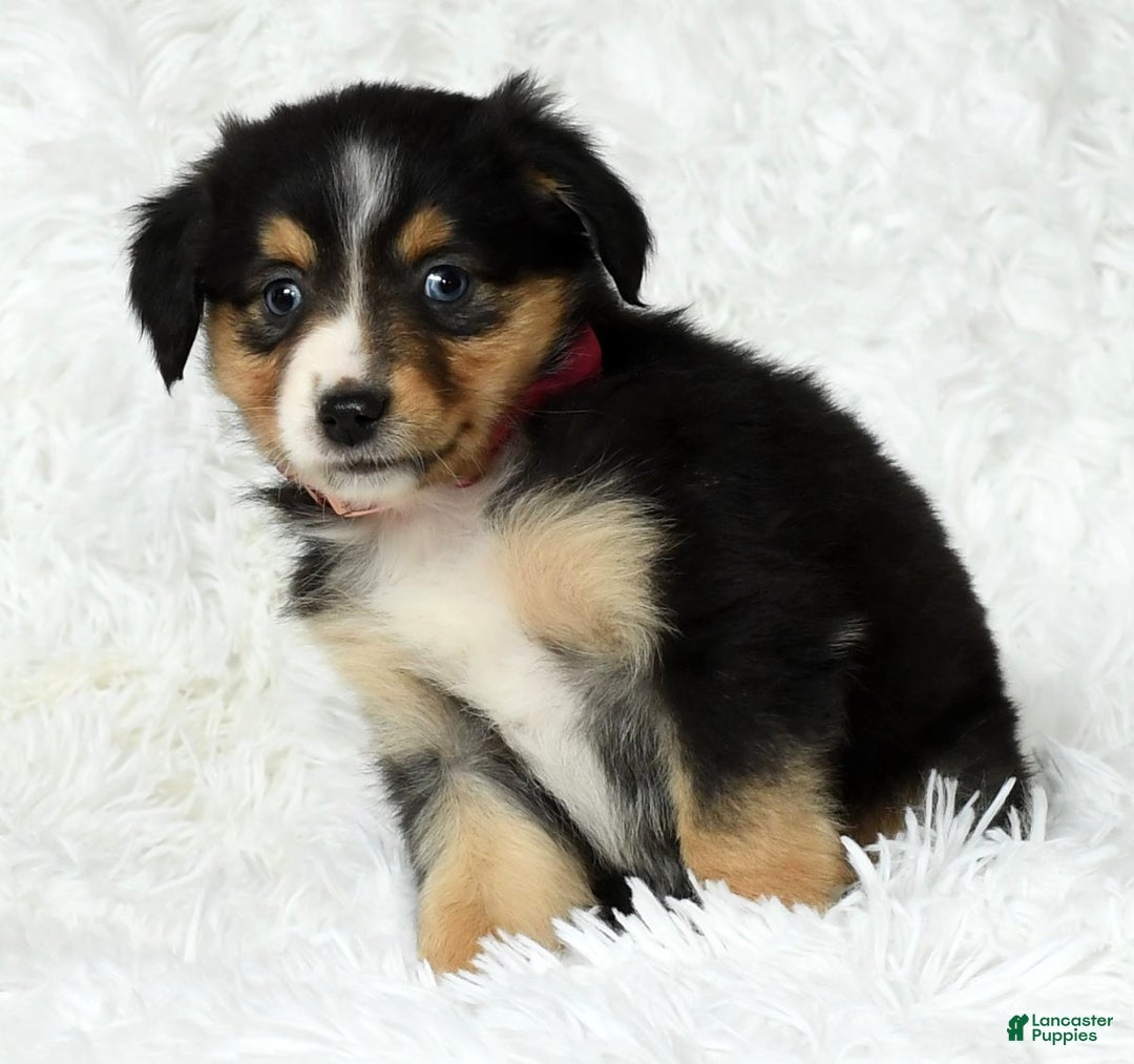 Australian Shepherd dogs for sale: Maggie - Ad 9