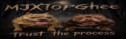American Bully dogs for sale: Oreo - Ad 2