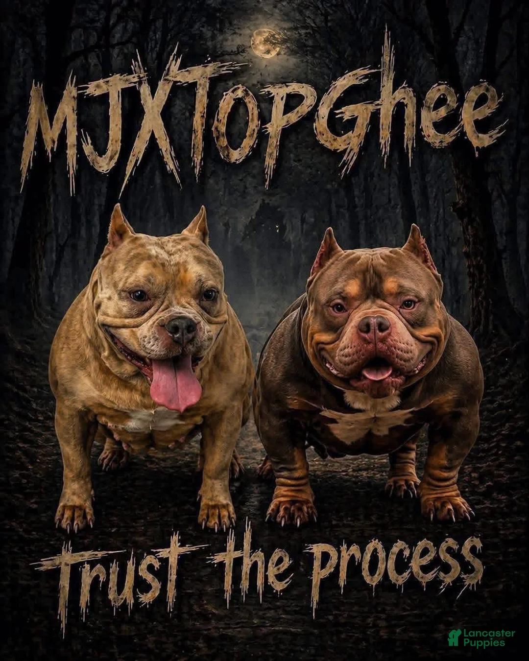 American Bully dogs for sale: Oreo - Ad 2