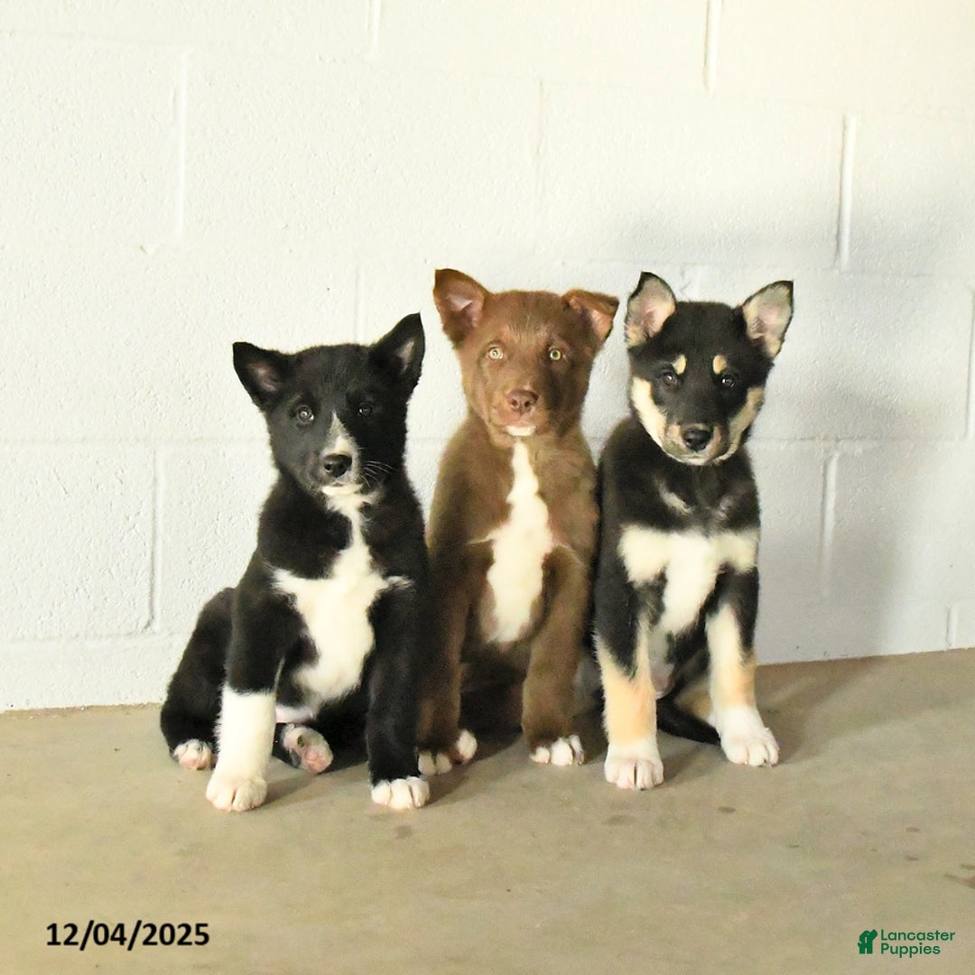 Mixed Breed dogs for sale: Oliver - Ad 2