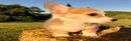 Welsh Corgi Pembroke dogs for sale: Mable - Ad 15