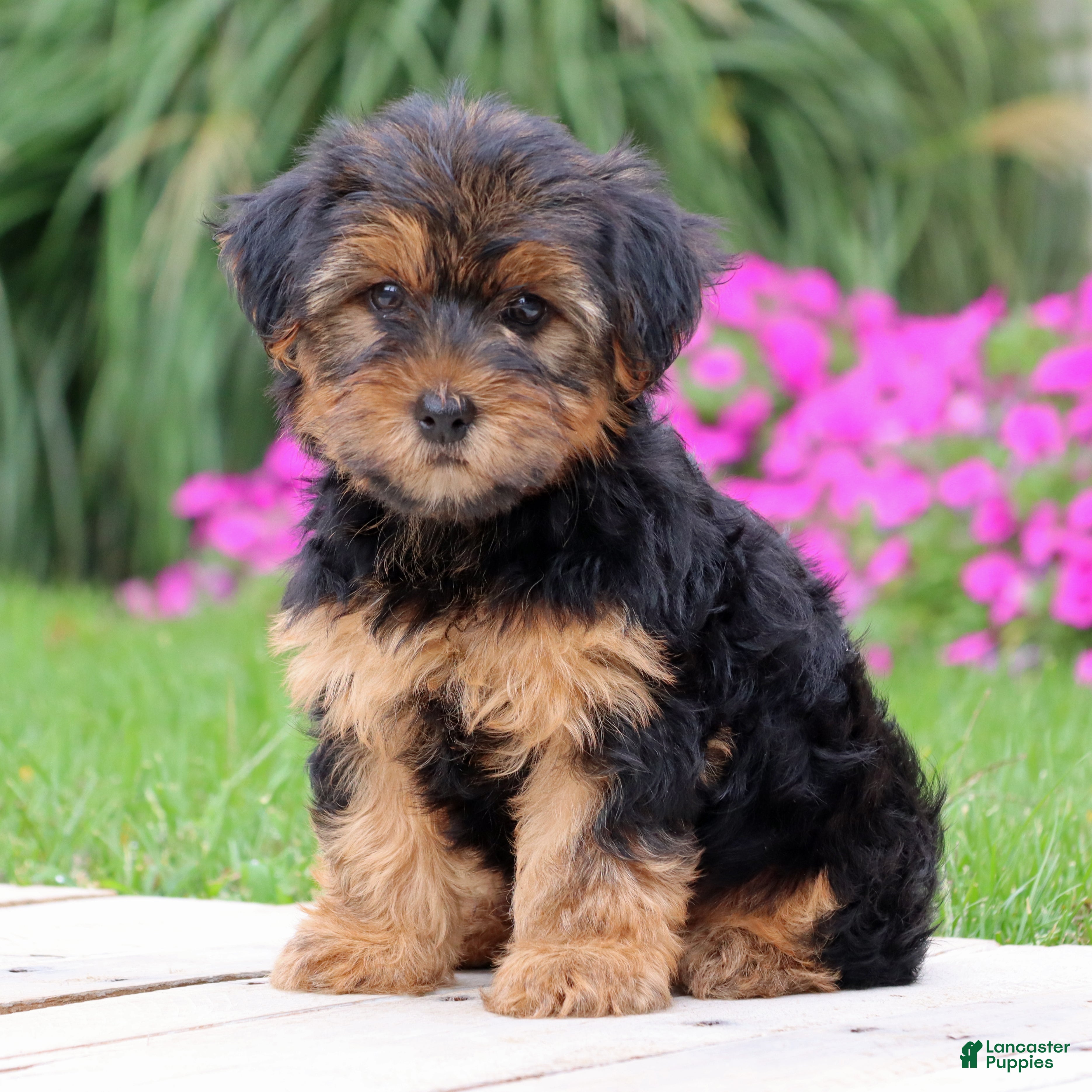 Yorkshire Terrier dogs Brinn - Ad 1