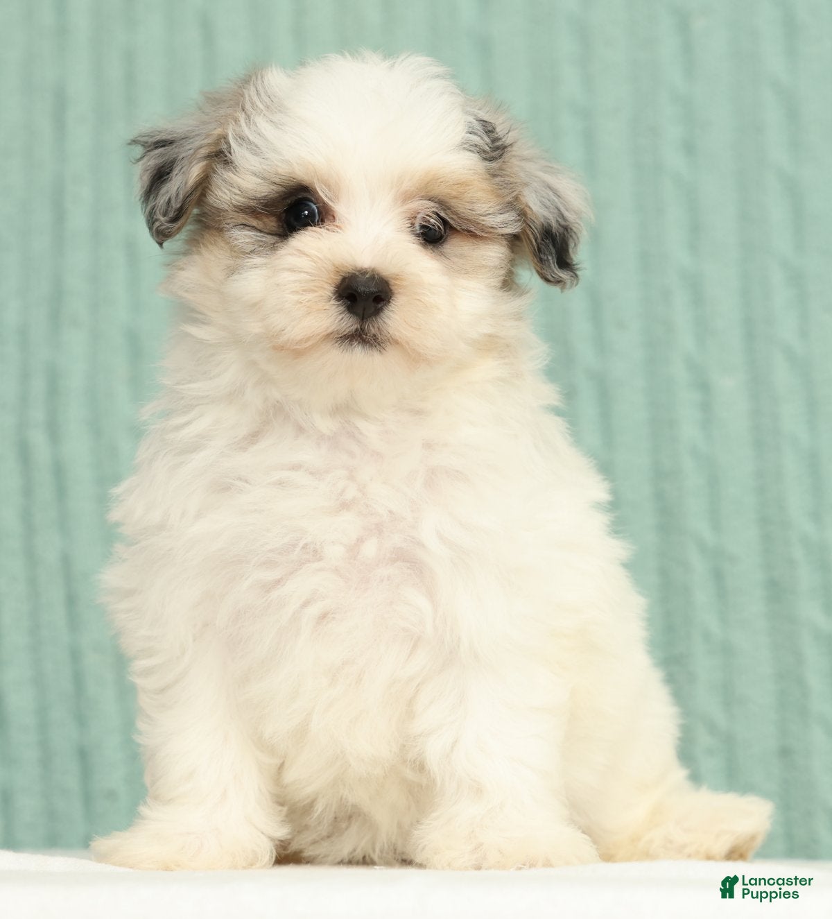 Pomapoo dogs Paisley - Ad 2