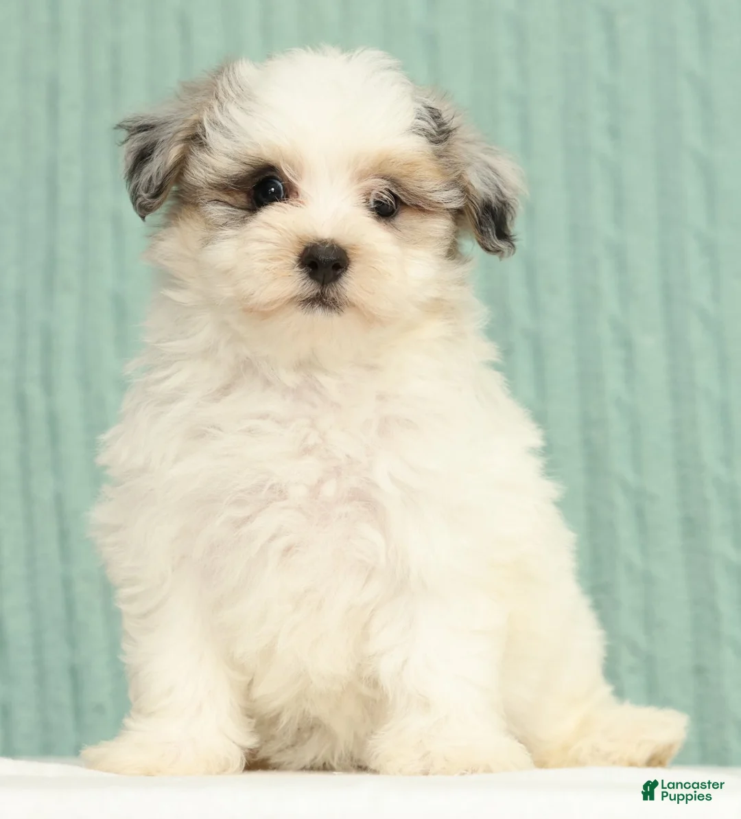 Pomapoo dogs for sale: Paisley - Ad 2