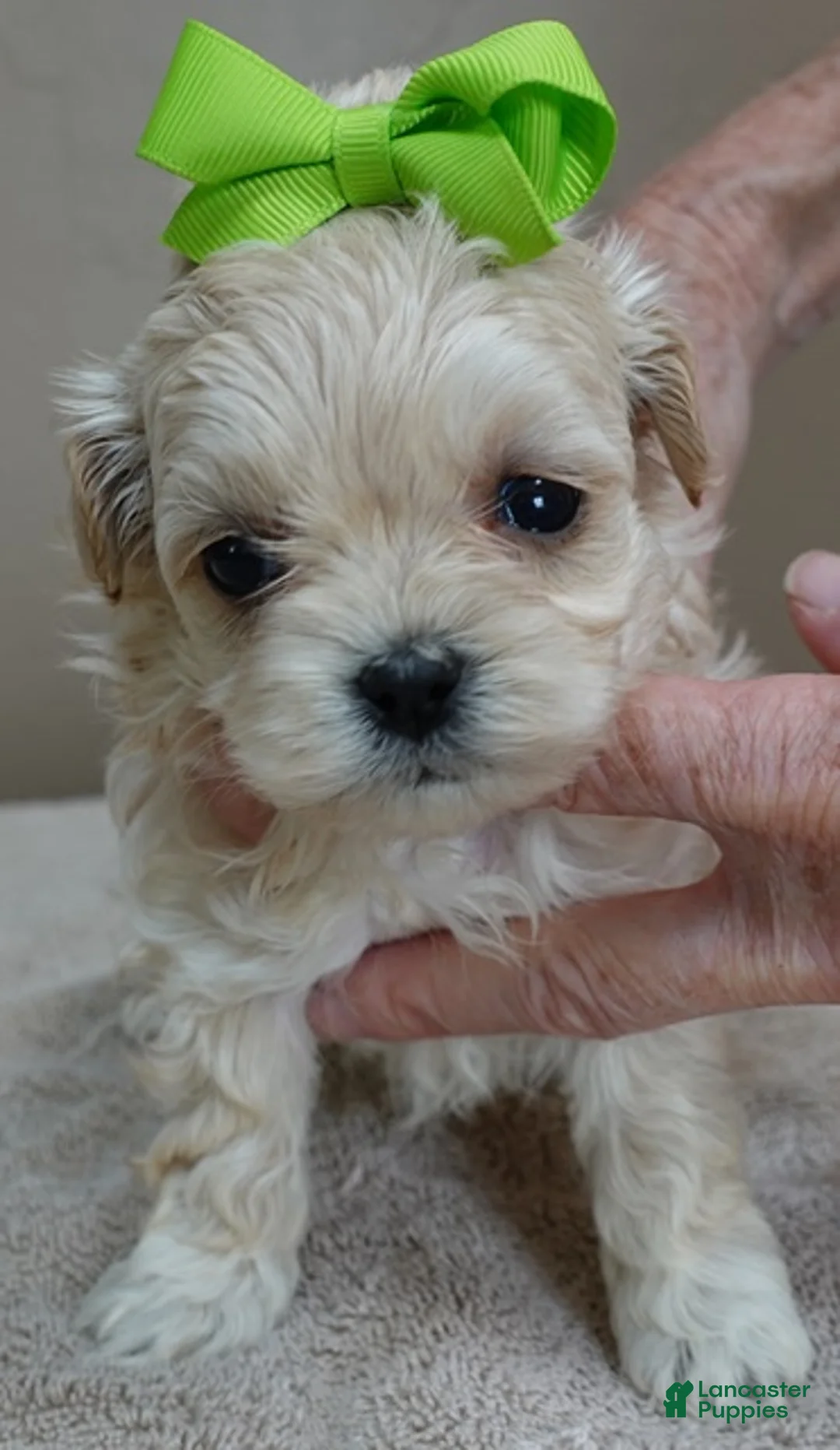 Maltipoo dogs for sale: Myles 1 lb 5 ozs - Ad 14