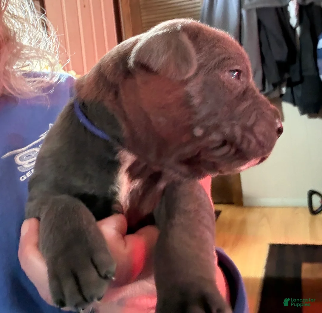 Cane Corso dogs for sale: Dark Blue - Ad 2