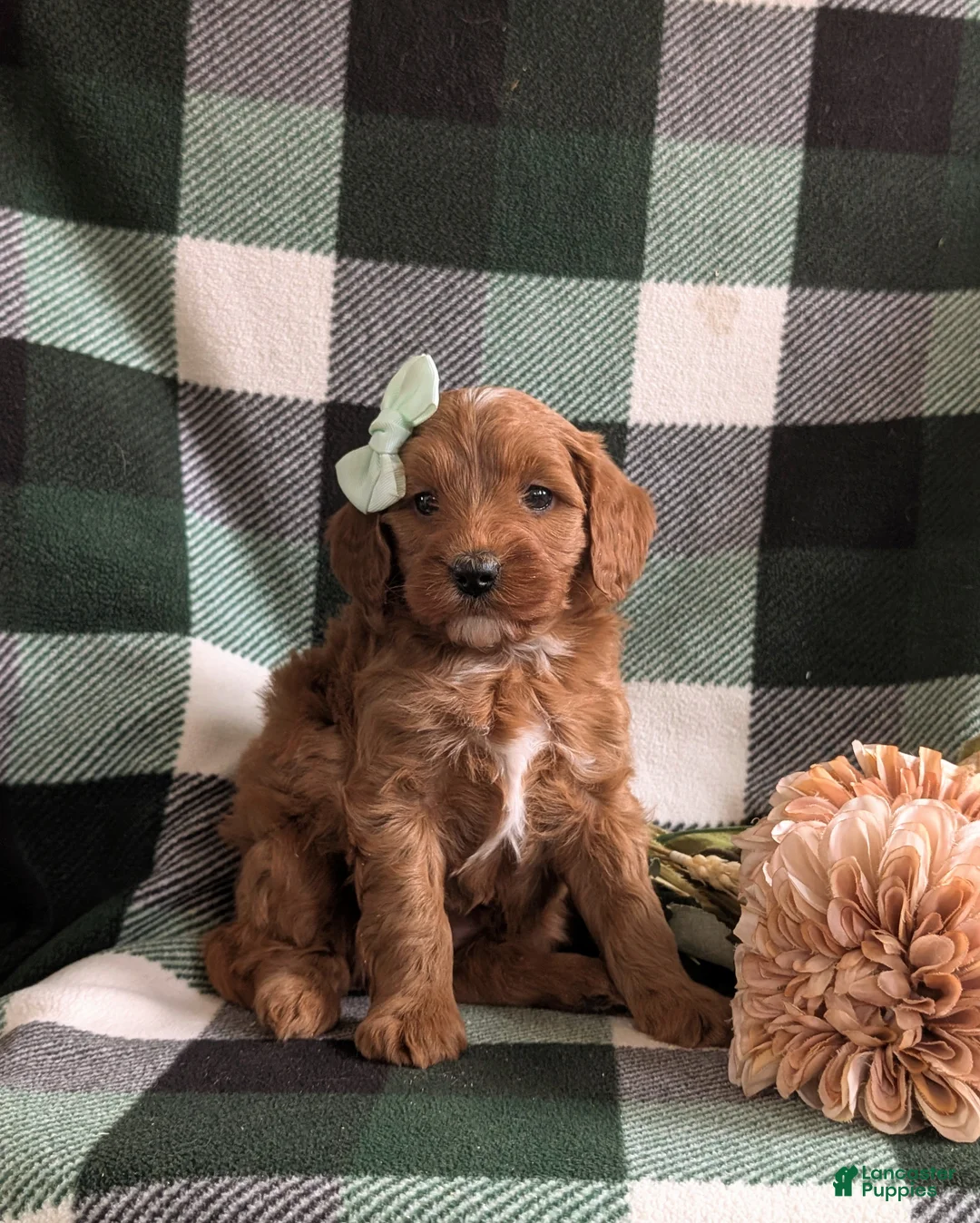 Mini Goldendoodle dogs for sale: Keanna Hypoallergenic - Ad 2