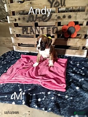 Boxer dogs Andy - Ad 34
