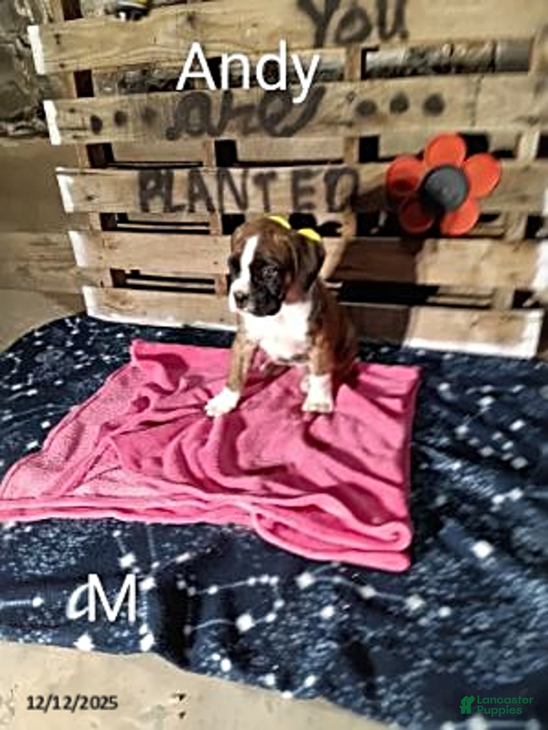 Boxer dogs for sale: Andy - Ad 1