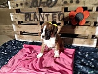 Boxer dogs Andy - Ad 11