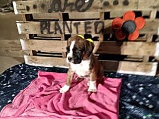 Boxer dogs Andy - Ad 36