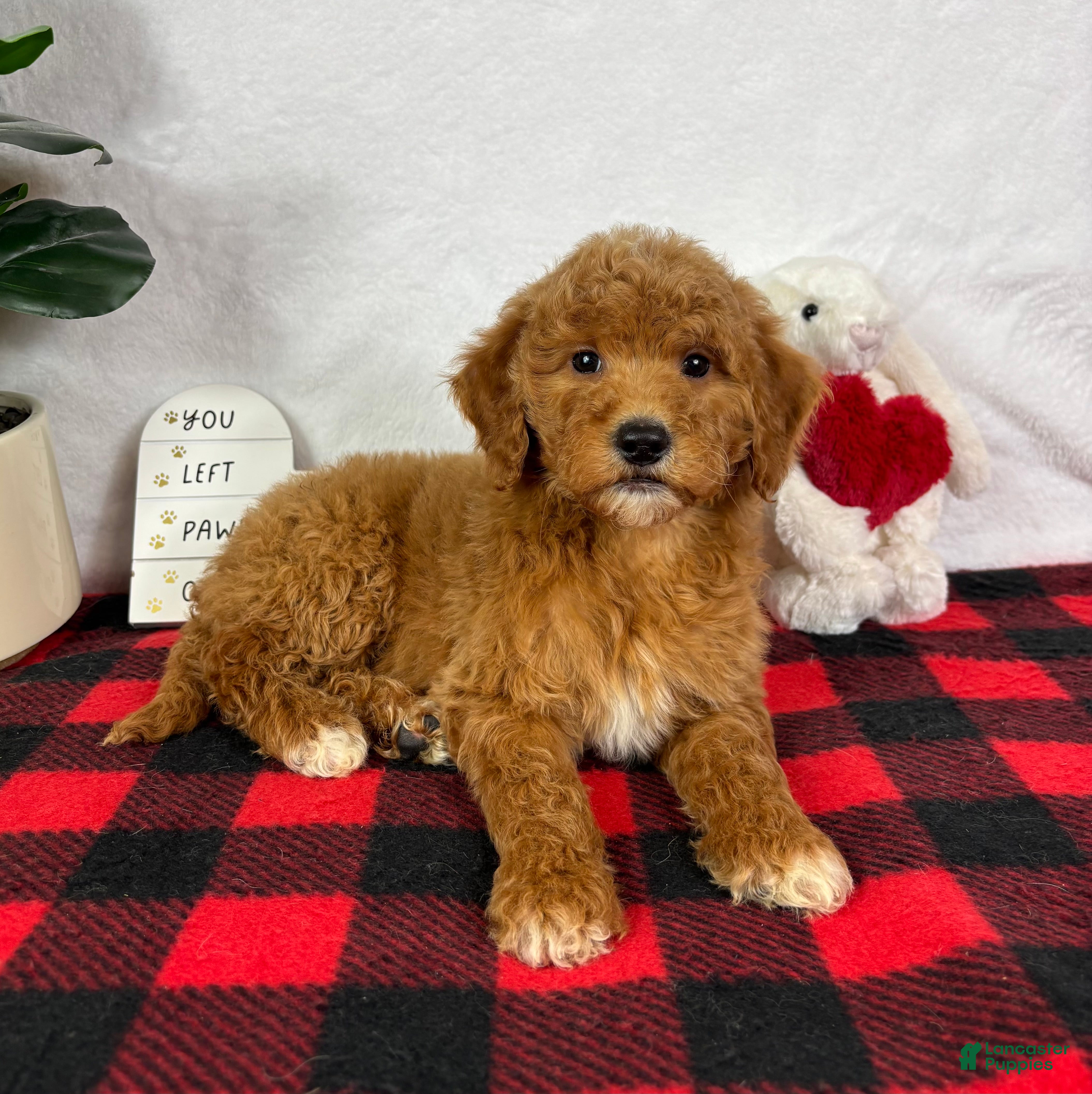 Mini Goldendoodle dogs Gracie - Ad 5