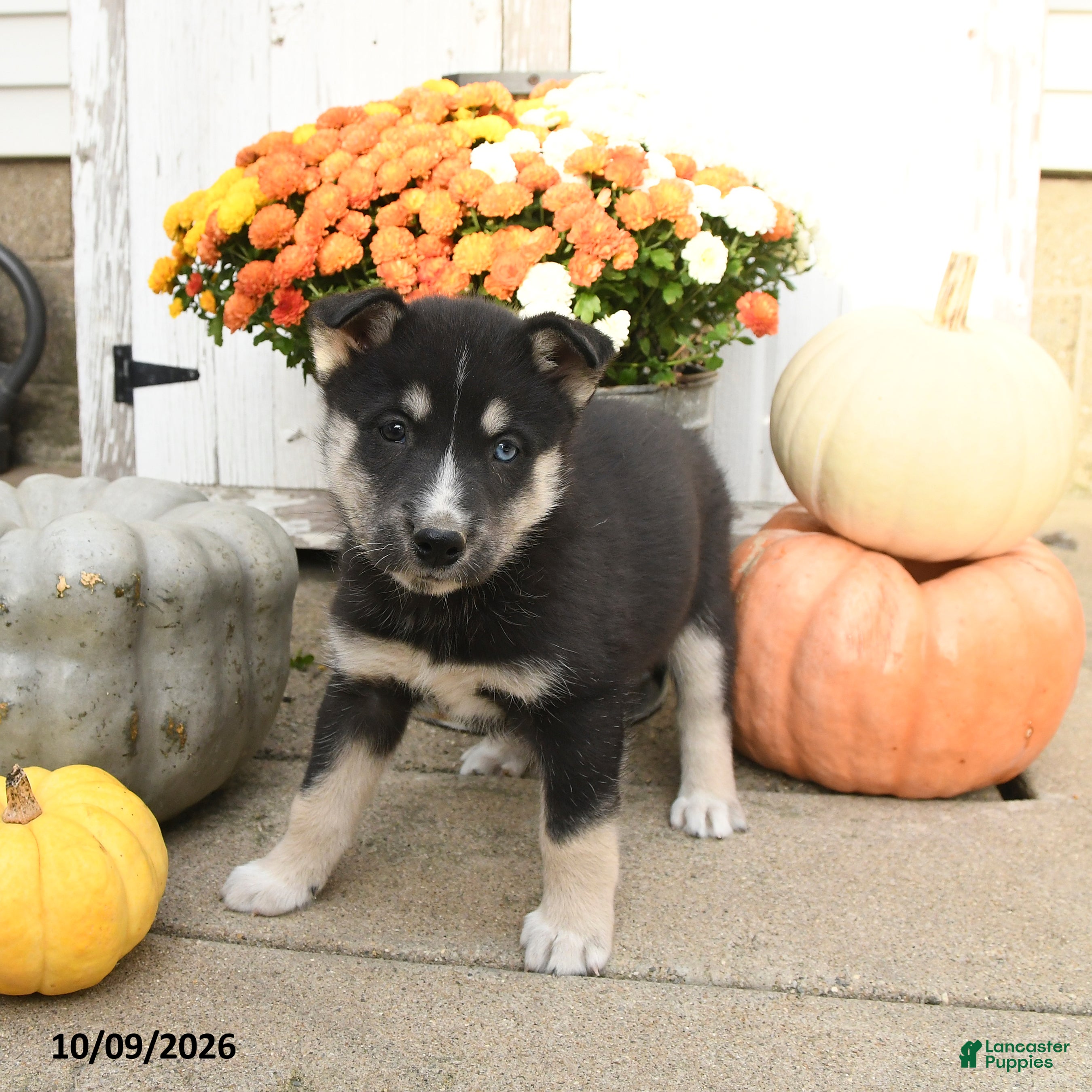 Mixed Breed dogs for sale: Lily - Ad 2