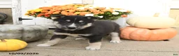 Mixed Breed dogs for sale: Lily - Ad 2