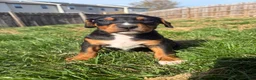 Mixed Breed dogs for sale: Bear - Ad 7