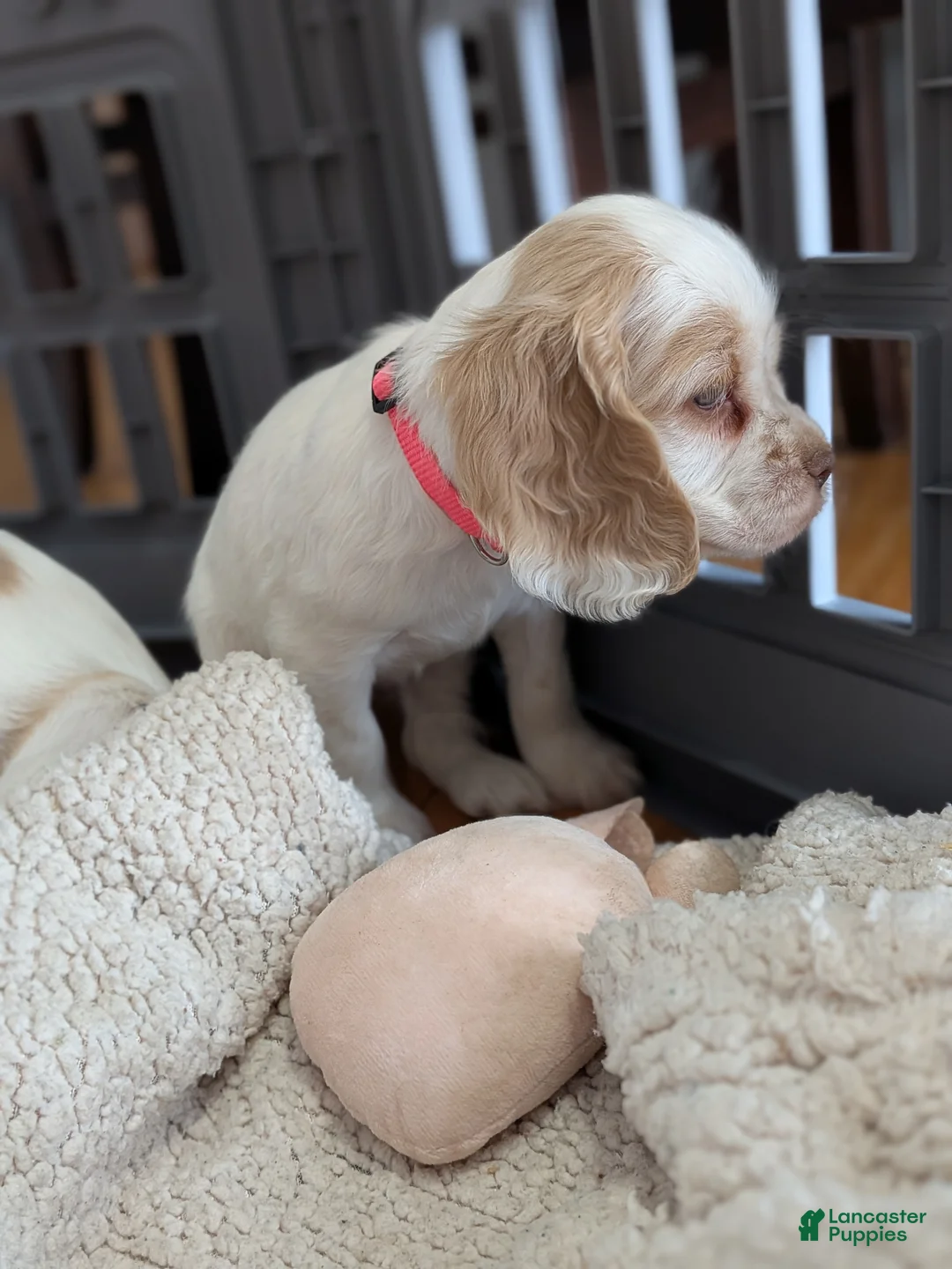 Cocker Spaniel dogs for sale: Zoey - Ad 6