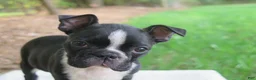 Boston Terrier dogs for sale: Rosie - Ad 3