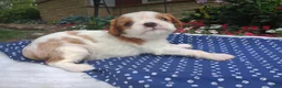 Cavapoo dogs for sale: Dewey  - Ad 6