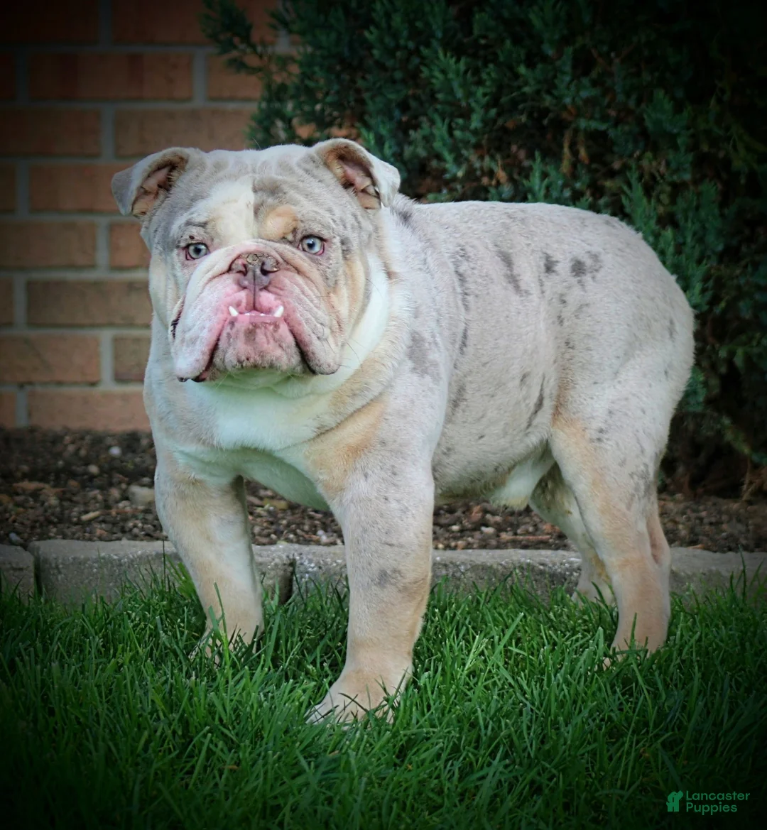 Beabull dogs for sale: Skye - Ad 4