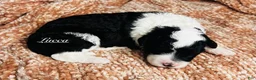 Mini Sheepadoodle dogs for sale: Mini Sheepadoodle Puppy Pick Spot #6 - Ad 8