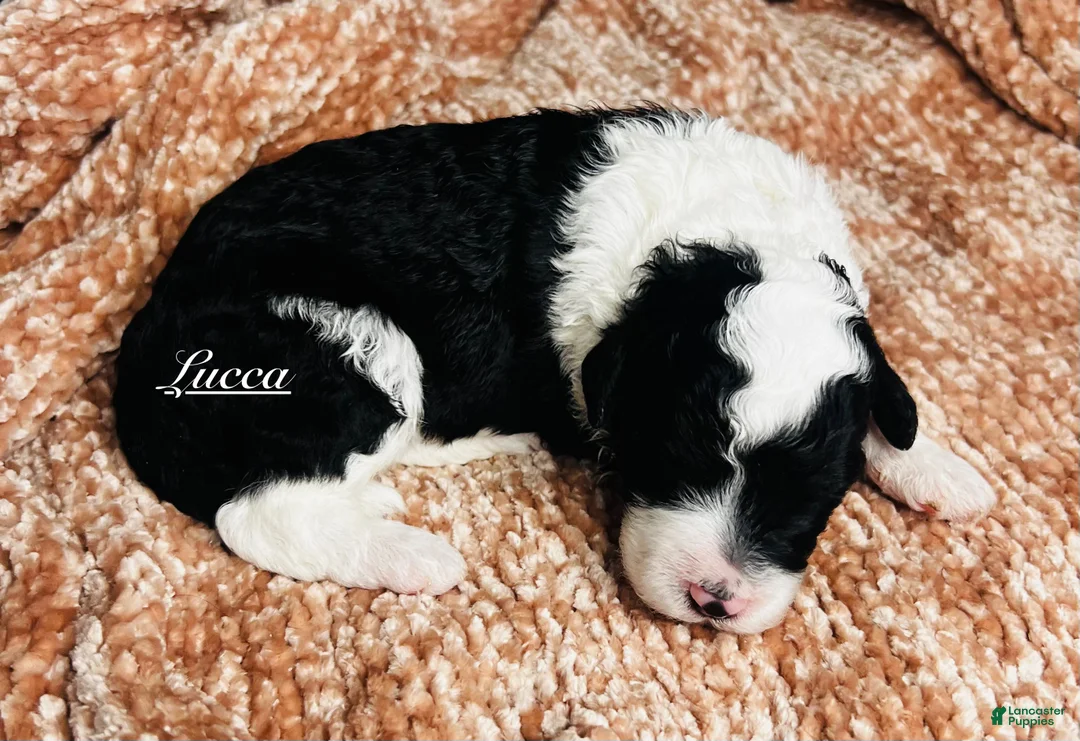Mini Sheepadoodle dogs for sale: Mini Sheepadoodle Puppy Pick Spot #6 - Ad 8