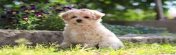 Maltipoo dogs for sale: Penny - Ad 2