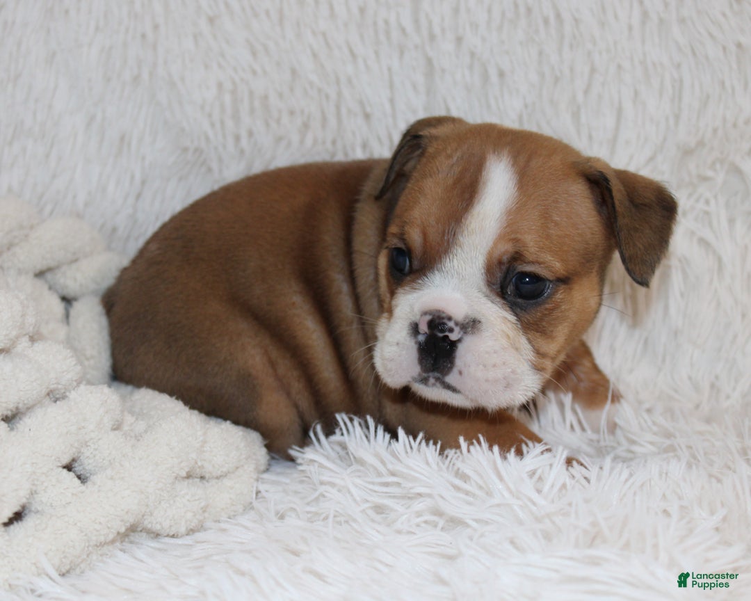 English Bulldog dogs for sale: Paige - Ad 6