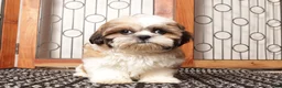 Shih Tzu dogs for sale: Otis - FUN Shihtzu  - Ad 1