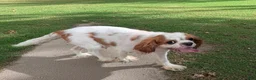 Cavapoo dogs for sale: Simpson - Ad 8
