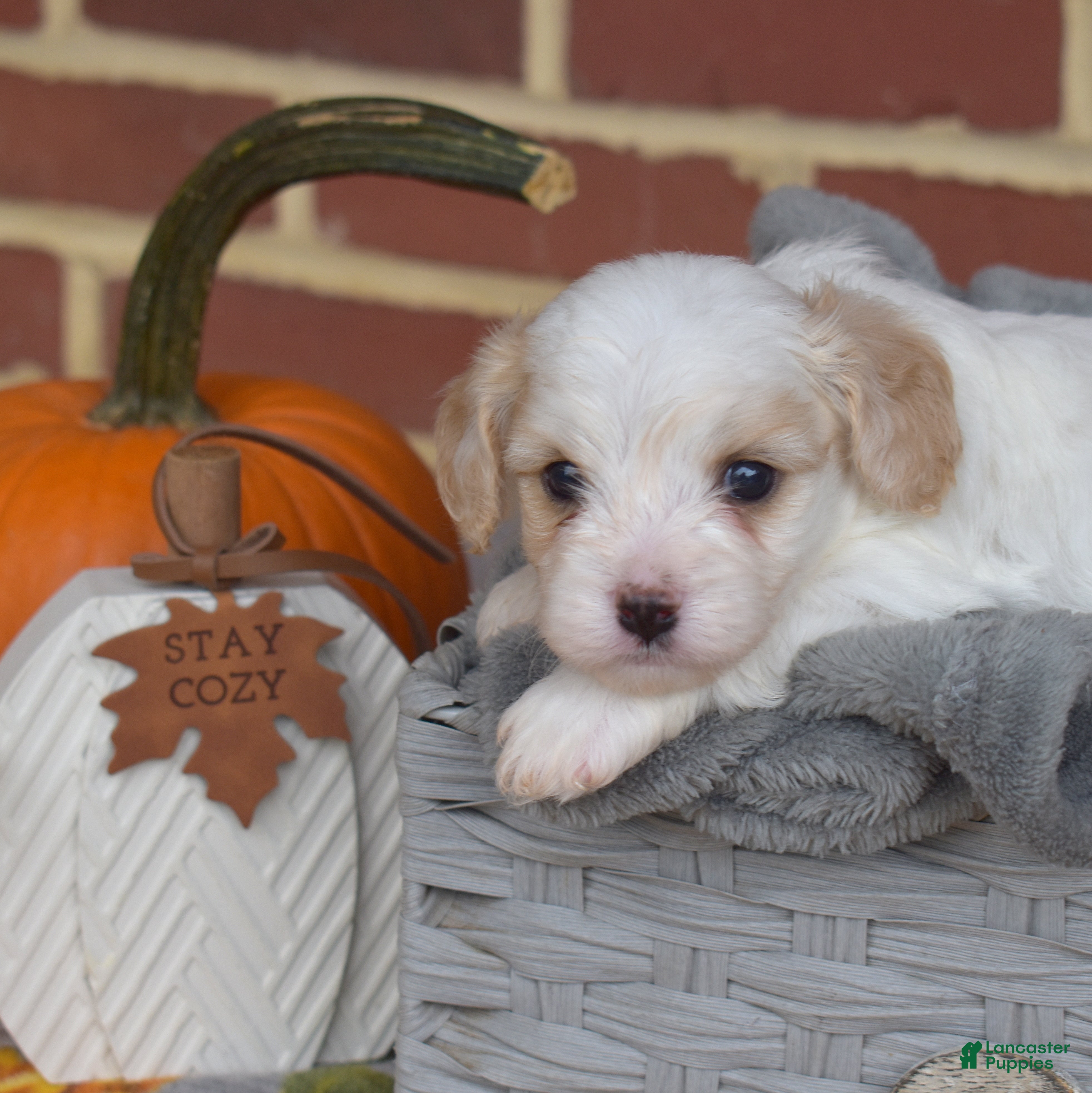 Cavachon dogs Winston - Ad 2
