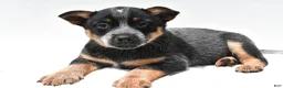 Australian Cattle Dog dogs for sale: Sky - Ad 4