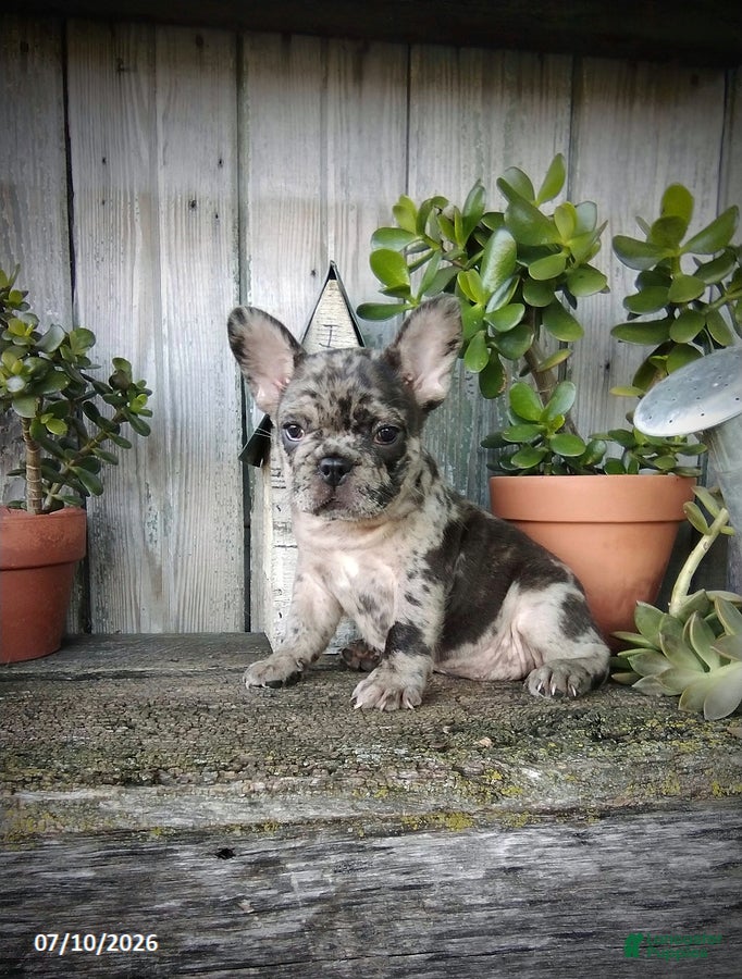French Bulldog dogs Daisy - Ad 2