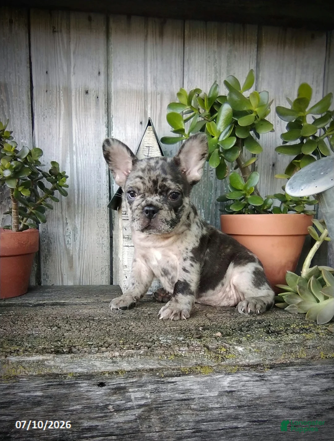 French Bulldog dogs for sale: Daisy - Ad 2