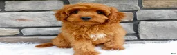 Cavapoo dogs for sale: Lincoln - Ad 7