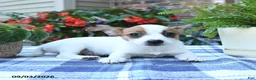 Jack Russell Terrier dogs for sale: Tara - Ad 4