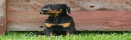 Doberman Pinscher dogs for sale:  Dax (Black Rust)🐶 - Ad 17