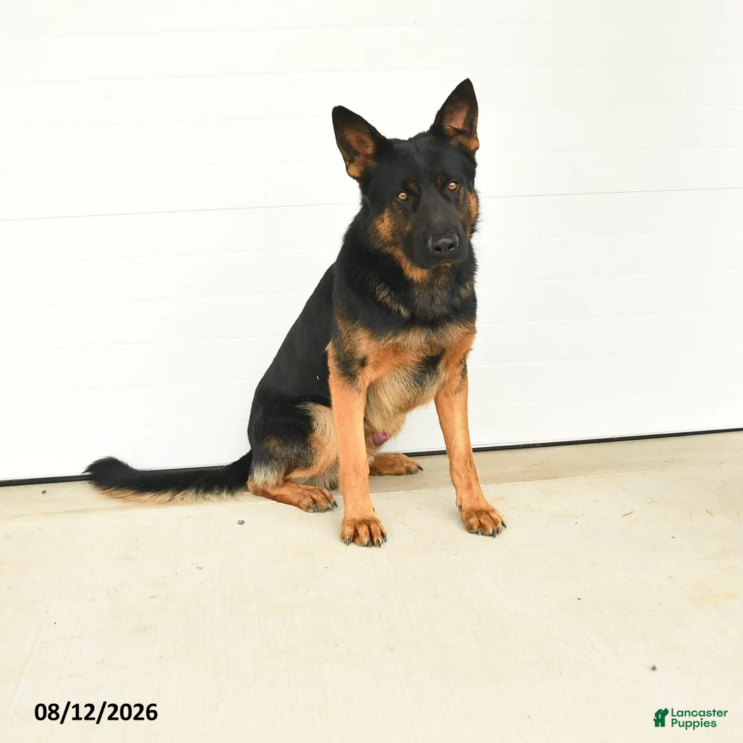 German Shepherd dogs for sale: Grady - Ad 6