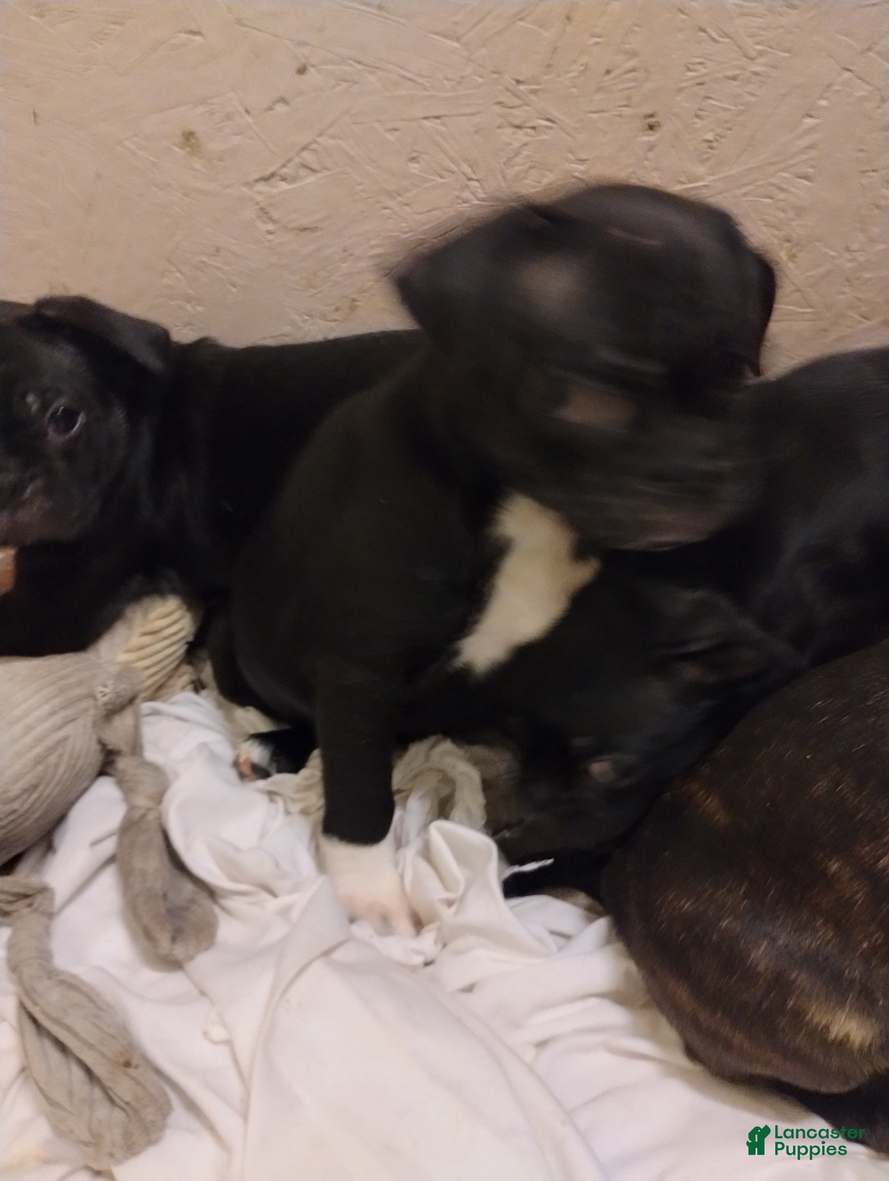 Mixed Breed dogs for sale: Carter - Ad 3