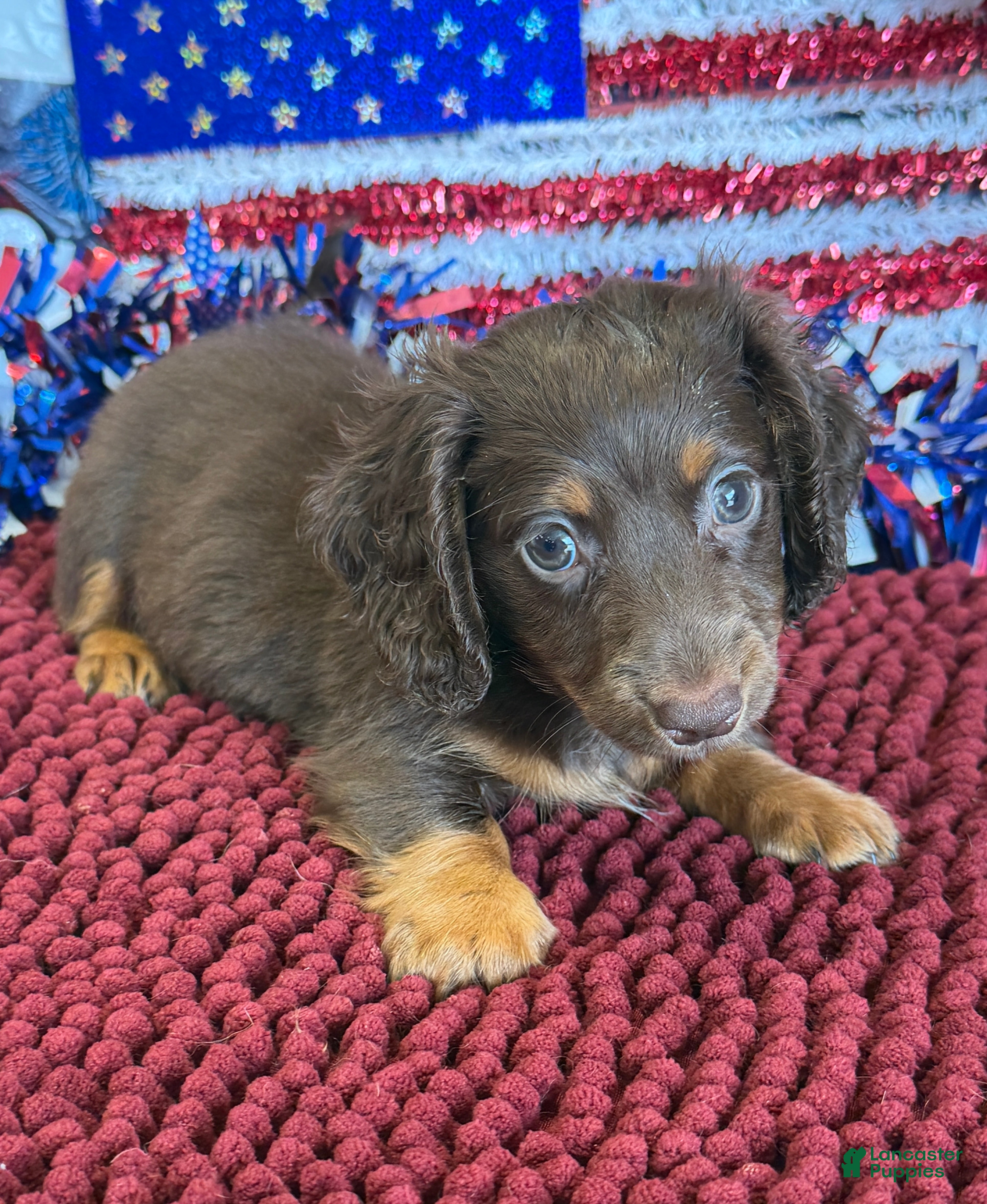 Miniature Dachshund dogs Wilson - Ad 23