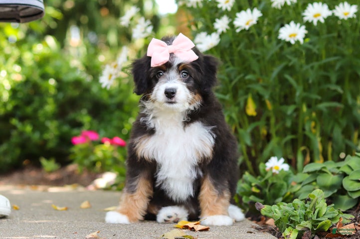 Mini Bernedoodle dogs LuLu - Ad 2