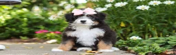 Mini Bernedoodle dogs for sale: LuLu - Ad 2