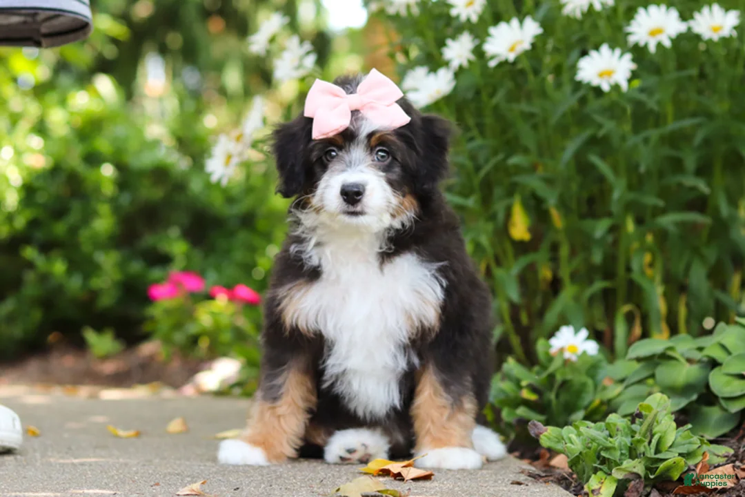 Mini Bernedoodle dogs for sale: LuLu - Ad 2