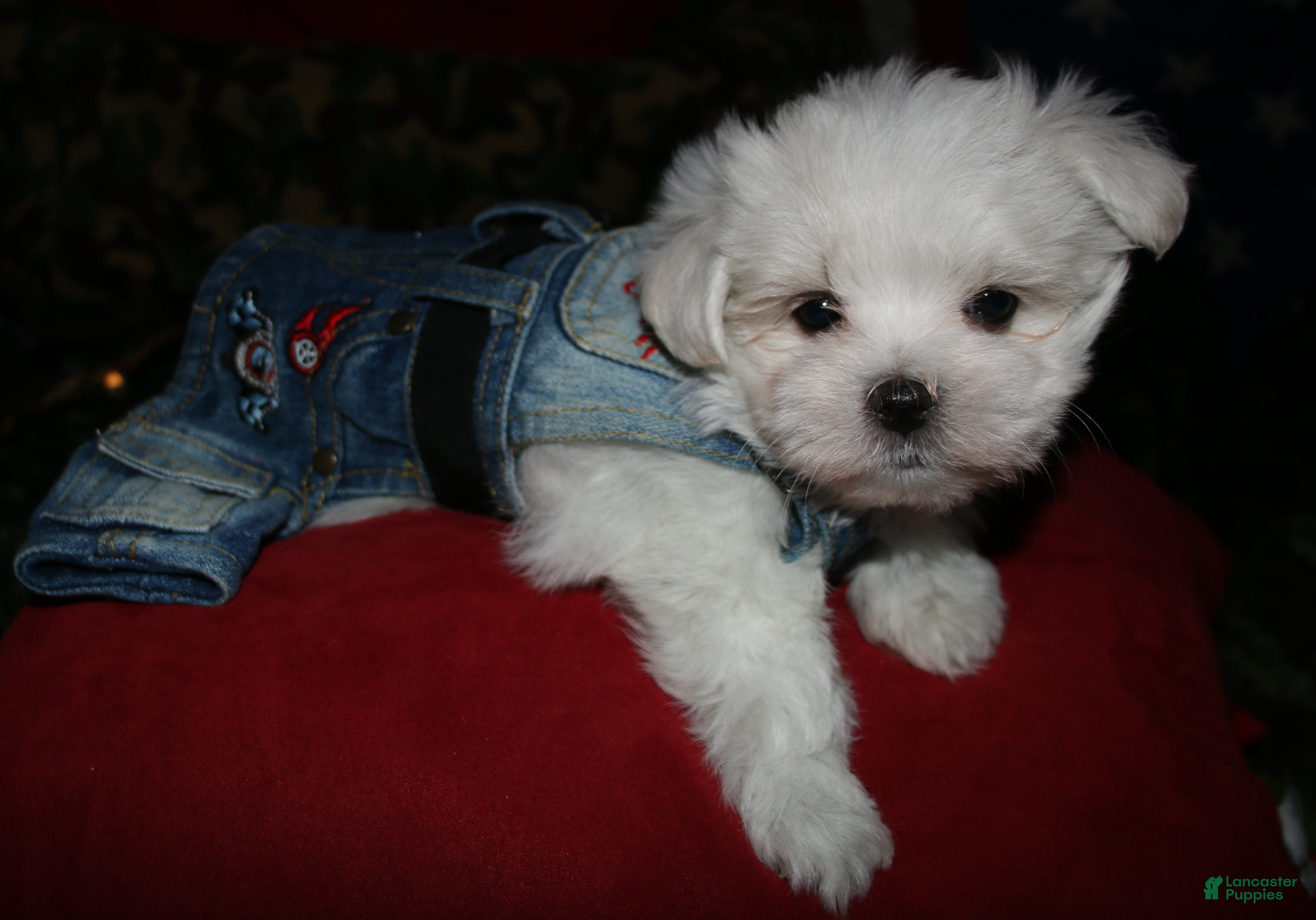 Maltese dogs Conrad - Ad 2