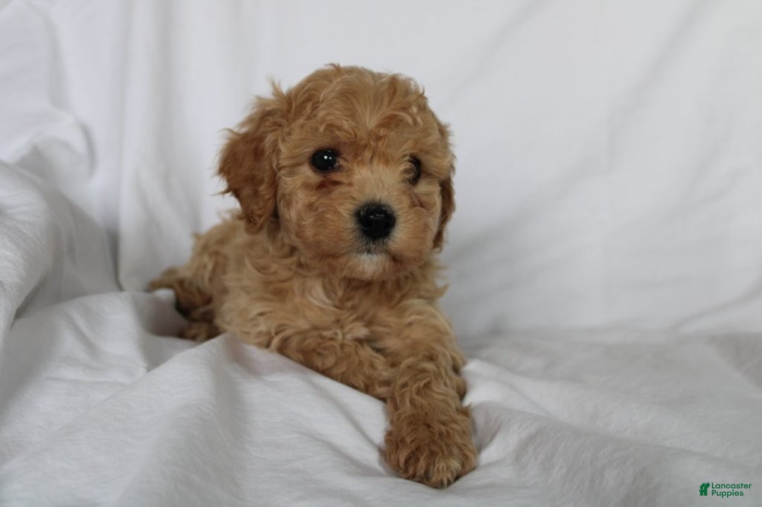 Mixed Breed dogs for sale: CavaPooChon male - JASPER - Ad 1