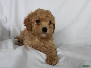 Mixed Breed dogs CavaPooChon male - JASPER - Ad 14